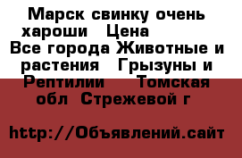 Марск свинку очень хароши › Цена ­ 2 000 - Все города Животные и растения » Грызуны и Рептилии   . Томская обл.,Стрежевой г.